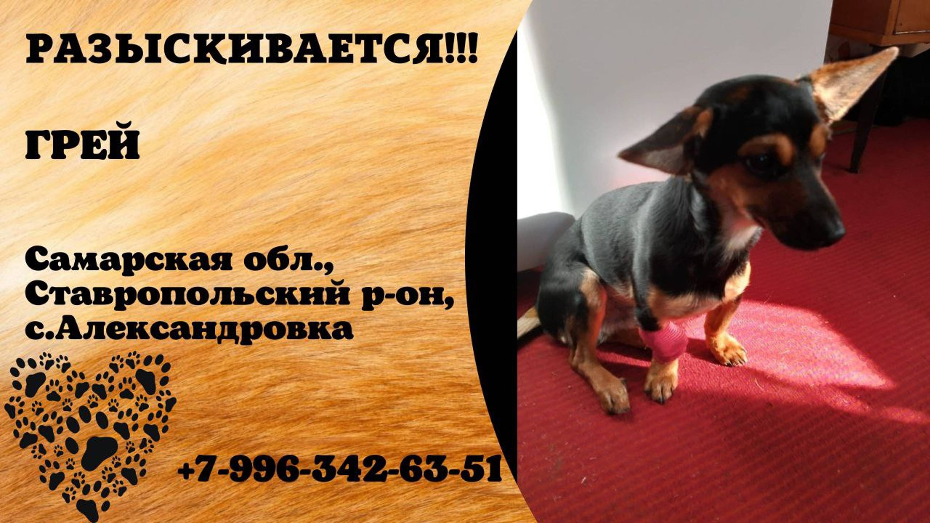 Пропала собака! ГРЕЙ. Самарская обл, Ставропольский р-н, с. Александровка