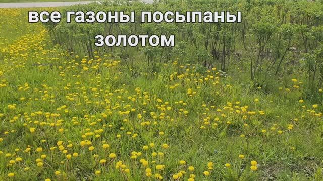 Санкт-Петербург. Все газоны в золоте.