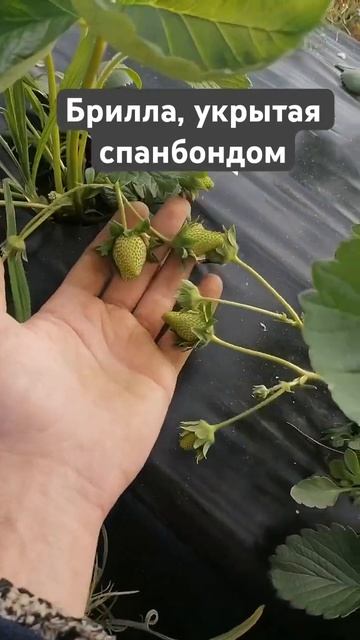 11 мая 2024, заморозки пережили, но спанбонд убирать не сп