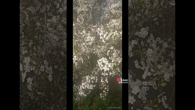 автор Николаенко Белова Марина и Галина