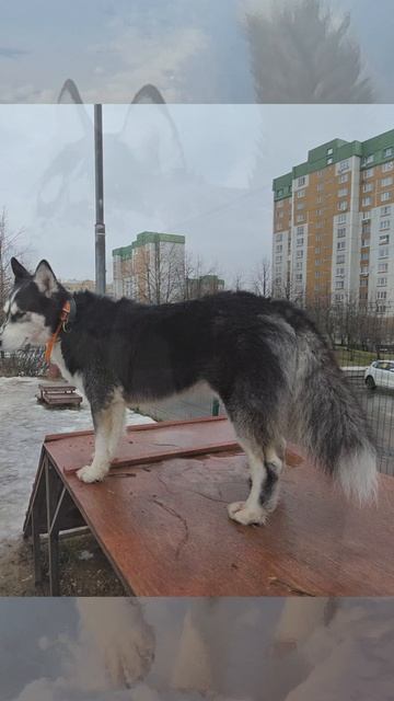 Хаски Дик позирует)