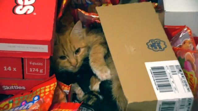 Мисс Кэйти и Мистер Макс (Miss Katy) Кэти и Макс нашли Мурку и ее котят