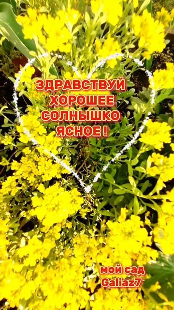 ДОБРОГО СОЛНЕЧНОГО УТРЕЧКА УЛЫБНИТЕСЬ