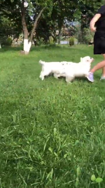 ПОЛЬСКАЯ ПОДГАЛЯНСКАЯ ОВЧАРКА 🐶 ЩЕНКИ В ПИТОМИКЕ Ала Бирс 📍Краснодар 📞+7 918 638-07-58