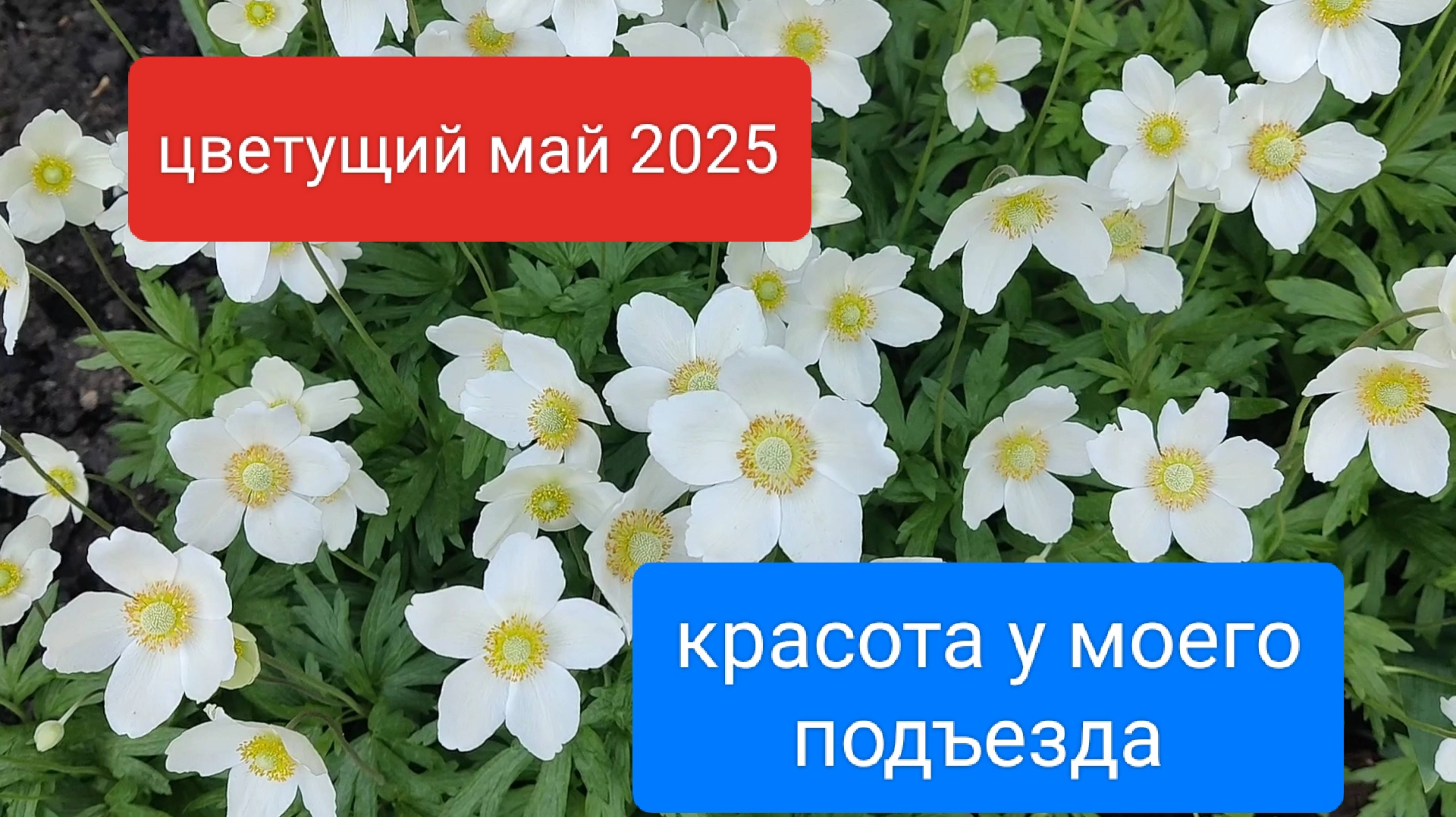 Красота цветёт и радует глаза у моего подъезда