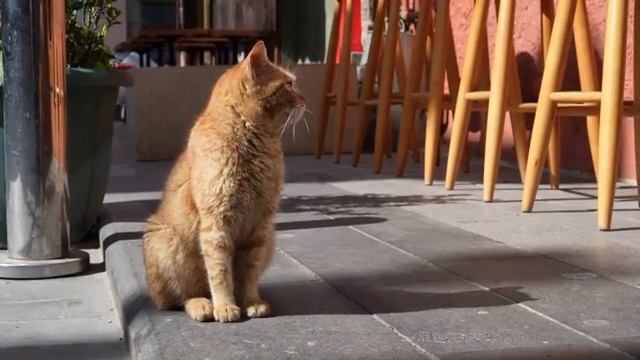Коты отдыхают в парке в Стамбуле (апрель 2025 года)