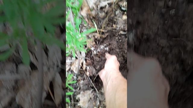 1000043202.mp418.05.2025г.