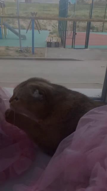 Подружки