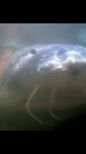 Белый осётр