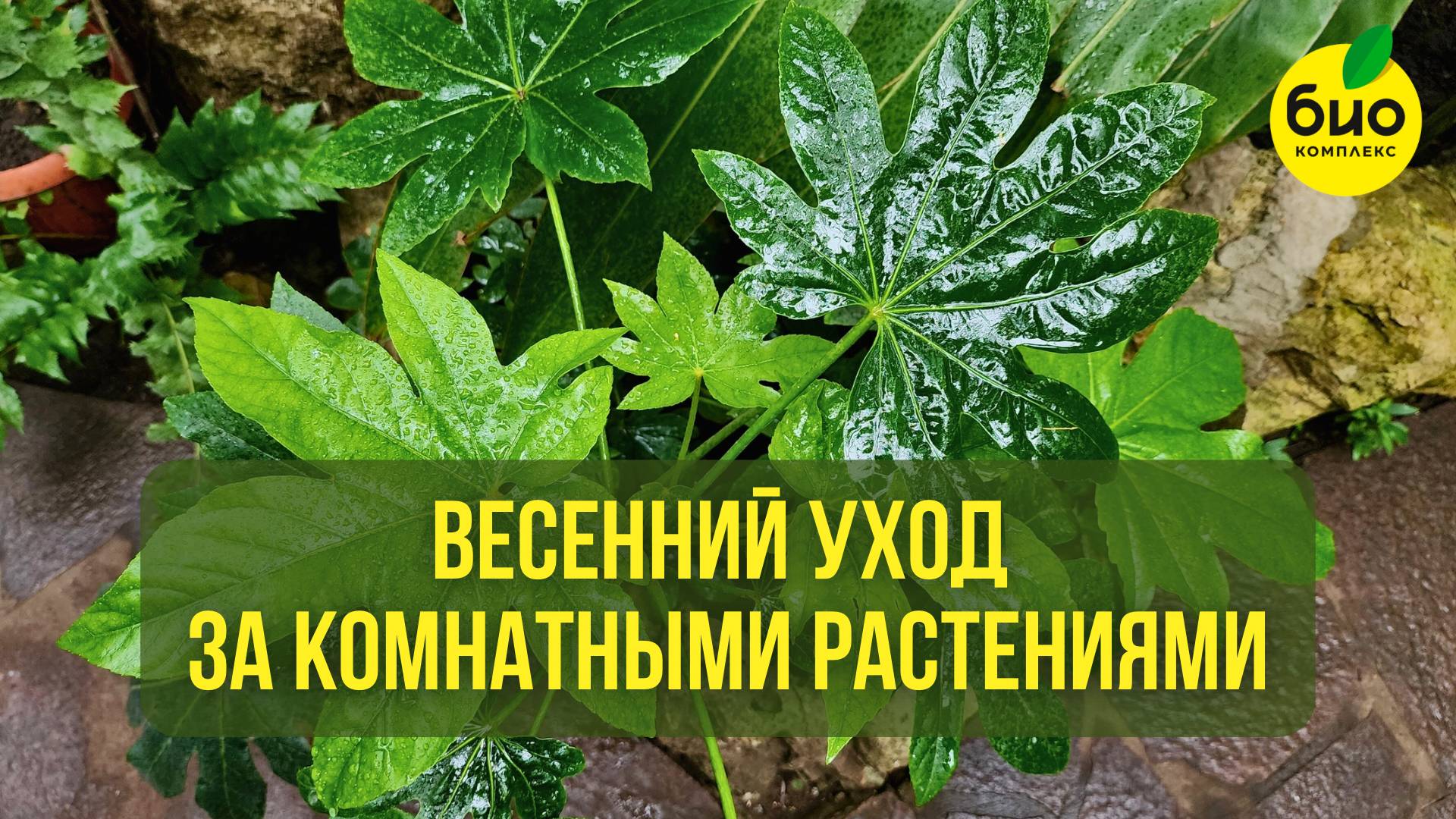 Весенний уход за комнатными растениями