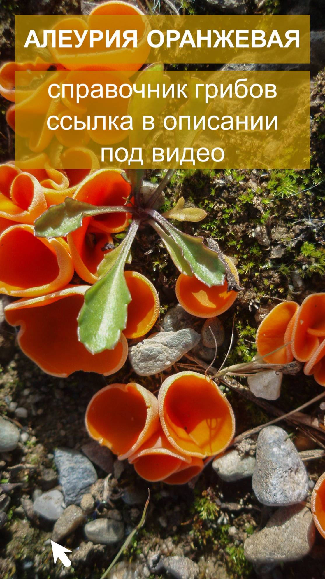 Алеурия оранжевая - справочник грибов