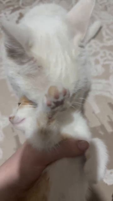 Юки, кошка, 1 год