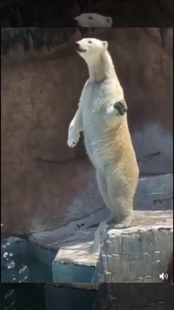 Прирождённый актёр!