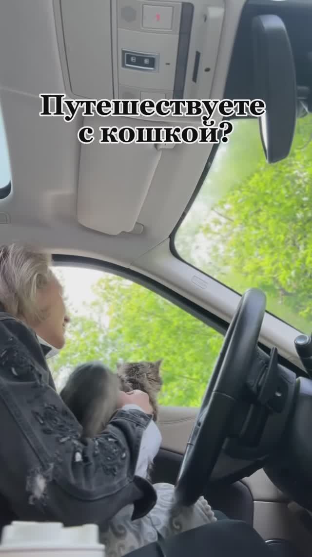 Путешествуете с кошкой??