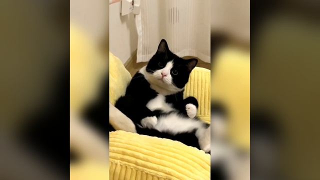 Наш TG https://t.me/liveofcats