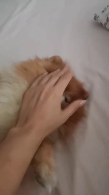 Немецкий шпиц - любимчик семейный балдеет🥰