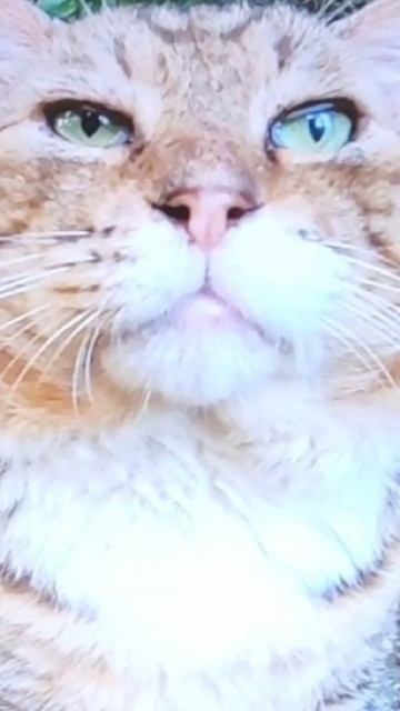 🐈⬛Носок преследует меня😨