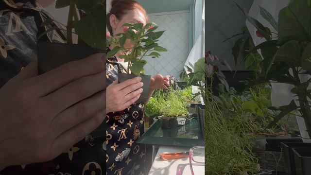 Шикарный Бальзамин из черенков.