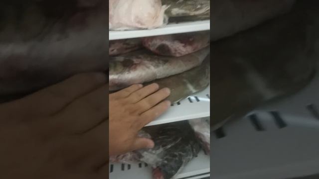 заготовили рыбы для горячей ухи на зимних туров на Сахалине, а именно для  крабалки.