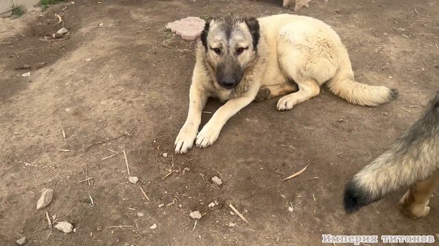 ИМПЕРИЯ ТИТАНОВ.ХАННА ВО ГЛАВЕ МОЛОДНЯКА.ТРИ ПОМЁТА В ОДНОМ ВИДЕО#гампр#
