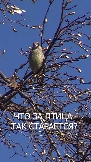 Что за птица так старается