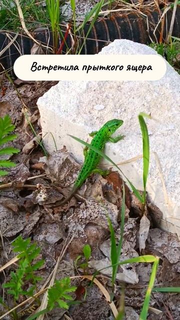 Красивый самец🦎