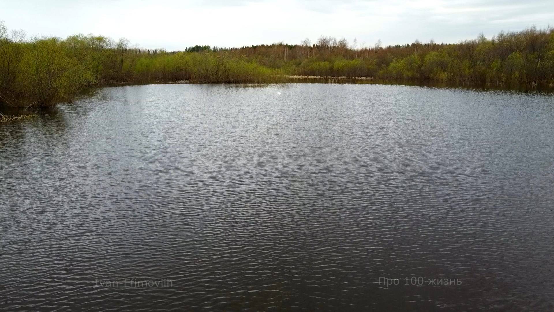 Стая улетела, он остался один. 18.05.25г.