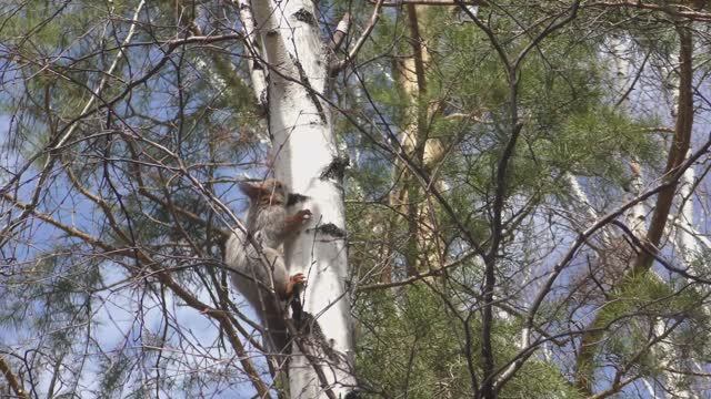 Наступила пора березового сока. #белка