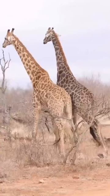 🦒 Сила шеи: побеждает тот, у кого шея длиннее