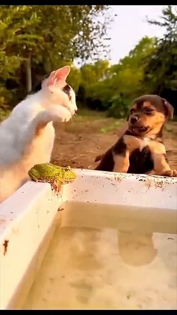 Wait For The End…! #dog #cat