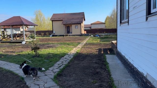 БОБКЭТ РУФУС ВОРЧИТ НА СОБАКУ / Спасенная рысь встречает нас
