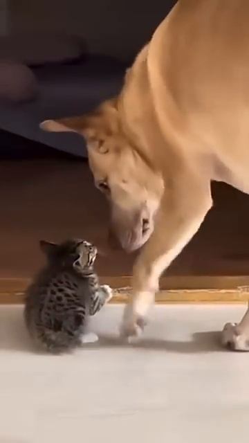 Don’t you dare touch her.