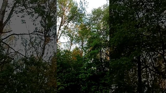 Вечер, половина девятого. Как хорошо поют птицы на даче. 04.06.2024