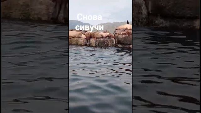Сивучи, это морские львы. #сахтерра