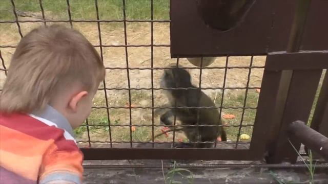 Рома и Диана ★ Зоопарк 12 месяцев Демидов Киев Happy Kids At The  12 Month  Kiev Zoo