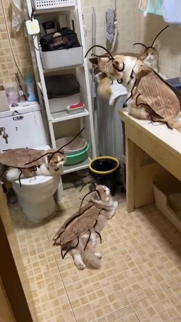 Майские жуки