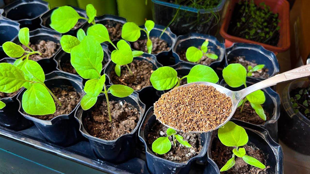 Рассада растет на глазах! 3 ст.л на литр воды! После пикировки особенно хорошая подкормка