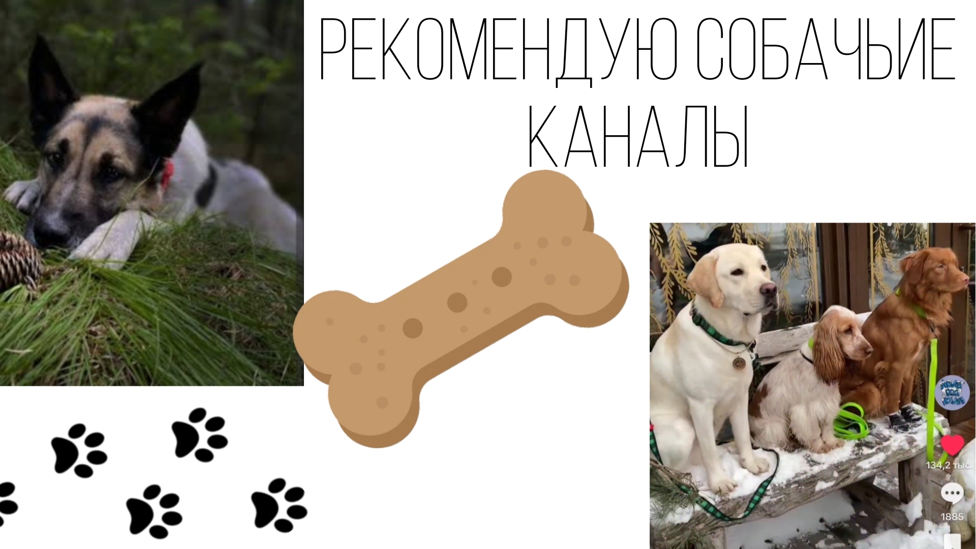 ☆ Рекомендую собачьие каналы ☆