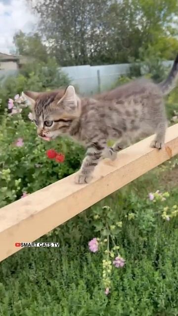 VID_20250518_030348_868.mp4