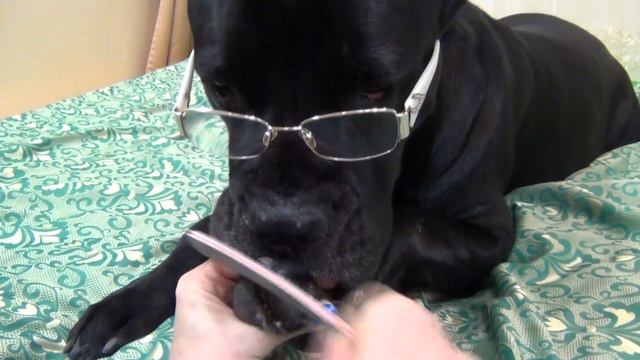 Собака Кане Корсо любит точить ногти. #canecorso