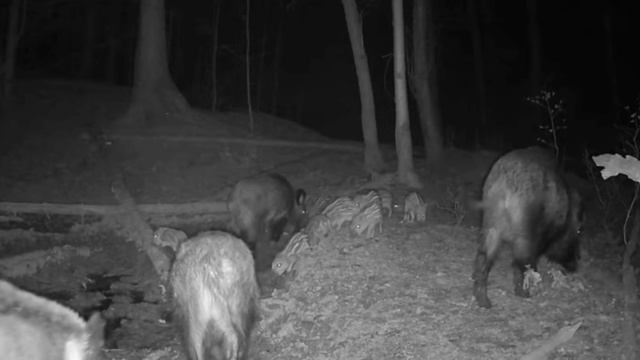 Кабаны видео фотоловушки