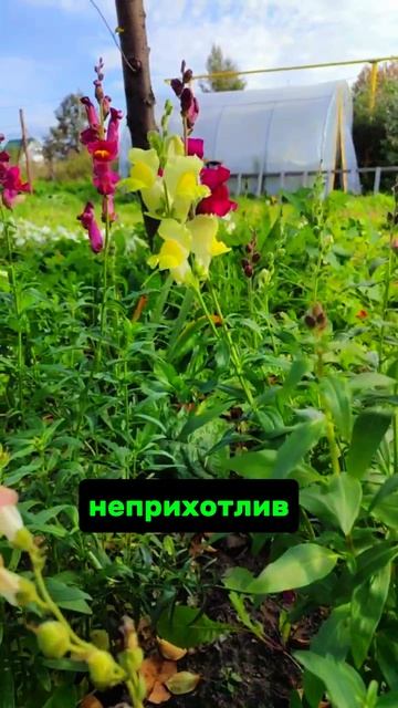 львиный зев или антирринум