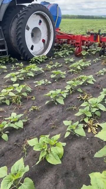 +79654718168 Междурядные культиваторы с внесением КАС АГРО?