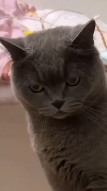 Smart cat
