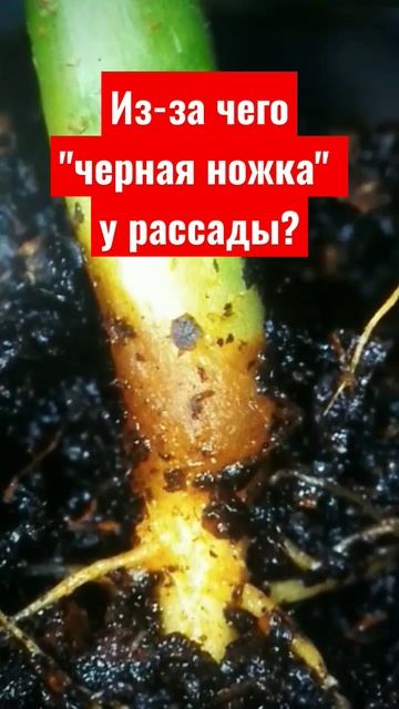 #огород #дача #сад Причина "черной ножки" у рассады