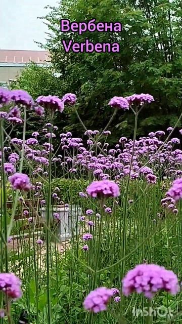 Вербена. Цветы на Сахалине. Verbena. Flowers on Sakhalin.