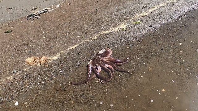 Соски русалки и дохлые осьминоги #СахТерра #Сахалин #trip