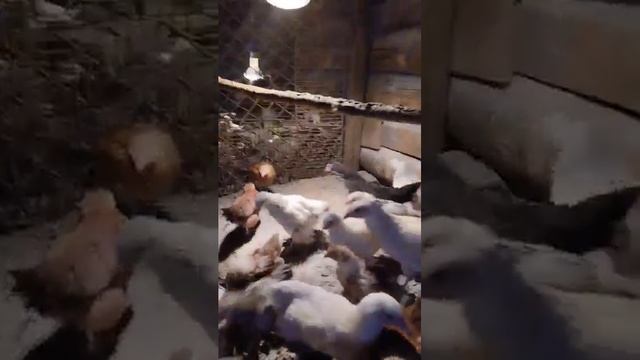 Будни птицевода