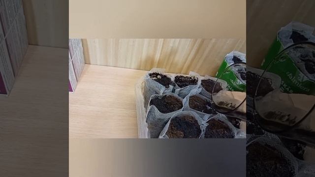 Рассада растёт, сею помидоры