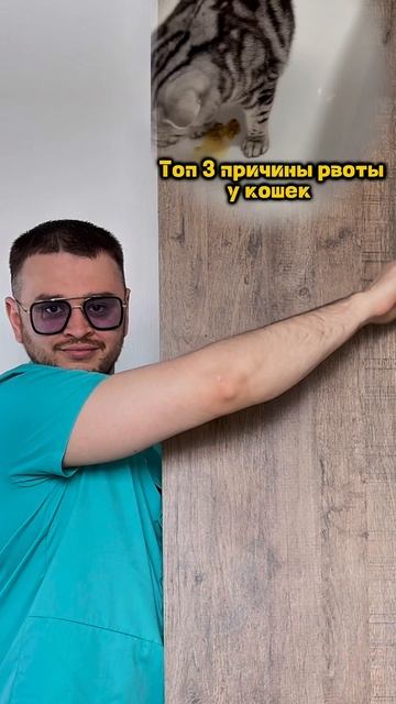 Топ 3 причины рвоты у кошек